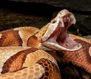Cooperhead Snake