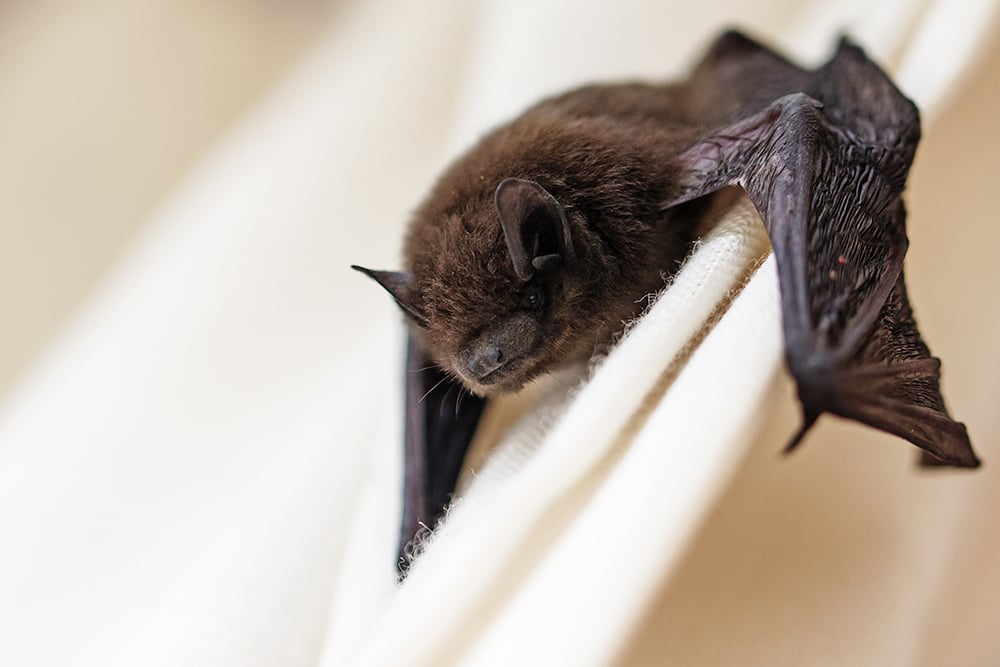 Bat with Rabies