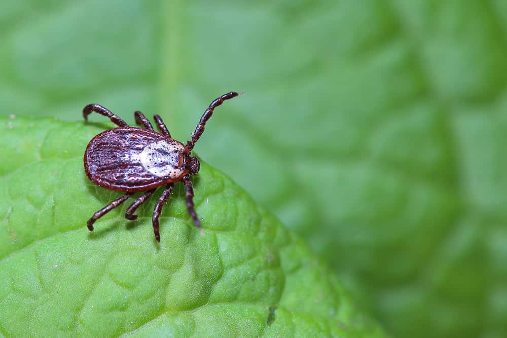 Protect Against Tick Bites